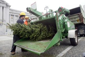 Recycling Christas trees through a big, green wood-chipper vehicle
