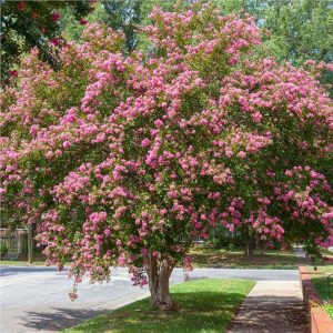 A crepe myrtle tree with pink flowers