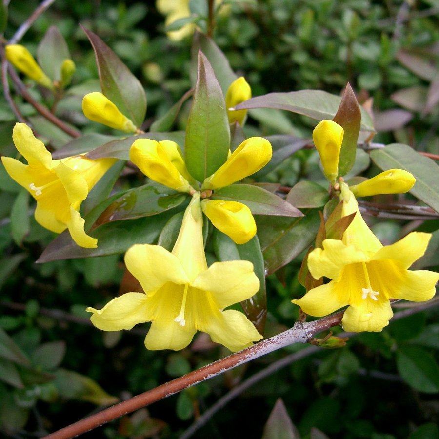 The yellow flowers of Carolina jessamine (Gelsemium sempervirens)