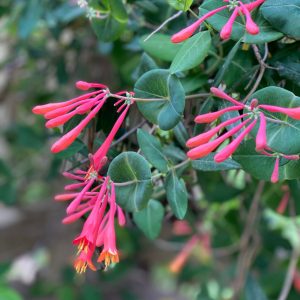 The vermillion red flowers of Coral Honeysuckle (Lonicera sempervirens)
