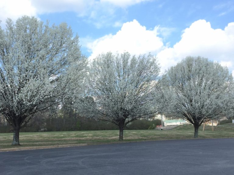Three Bradford Pear trees covered in white blooms