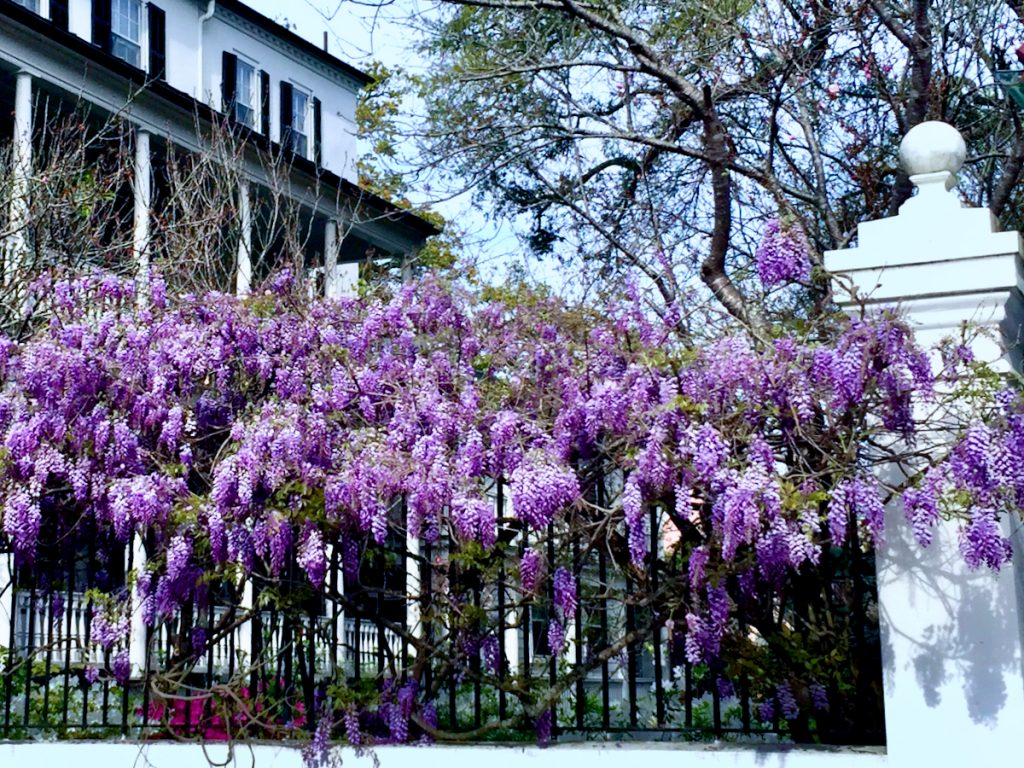 Wisteria blooms on a fence in Historic Charleston