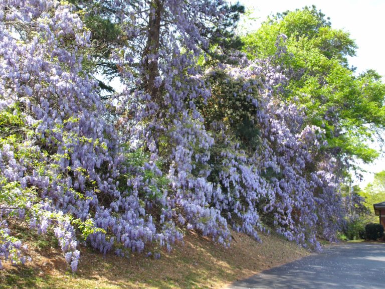 Chinese wisteria overtaking a grove of trees
